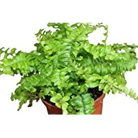 Los mejores  - Planta de interior - Nephrolepis- Helecho de Boston - Planta frondosa para casa - Aproximadamente 45 cm de alto